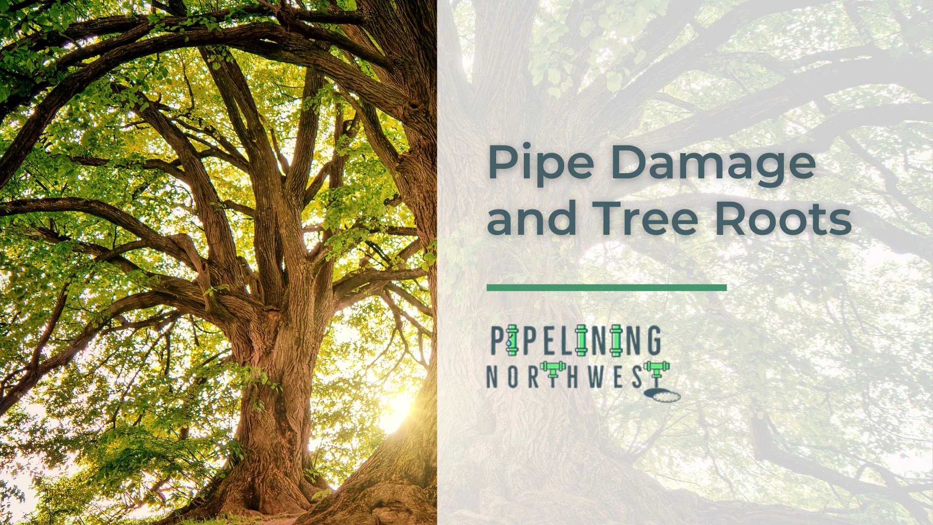 Tree Roots and Your Pipes Preventing Sewer Problems